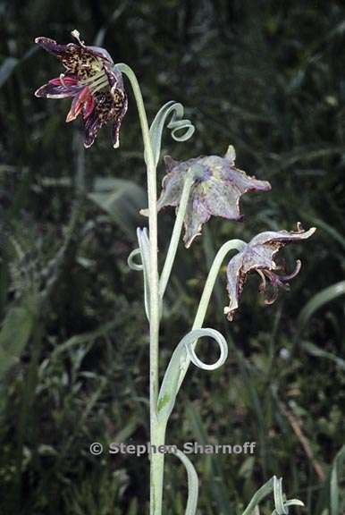 fritillaria sp 3 graphic